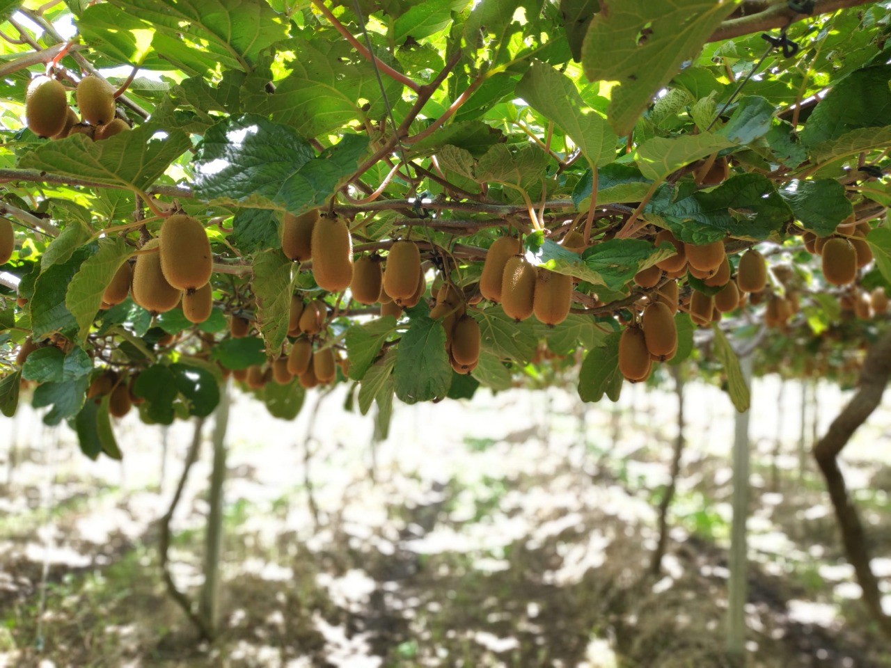 Colha e Pague | Chácara Kiwi da Serra