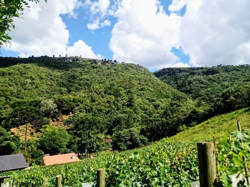 Vinhedo-com-vista-para-o-Canyon.-1